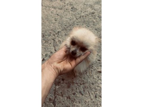 11 aylık pomeranian boo