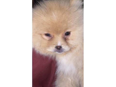 Orjinal pomeranian boo dişi