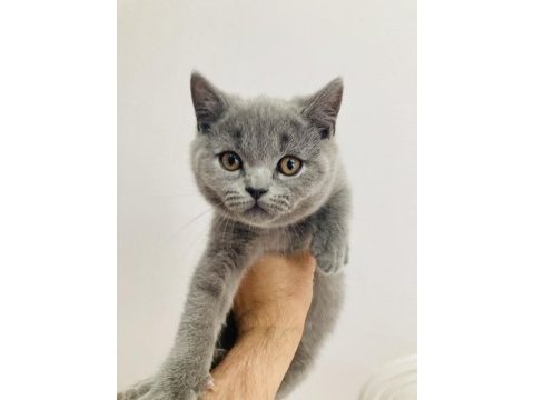 Sahiplendirme british shorthair
