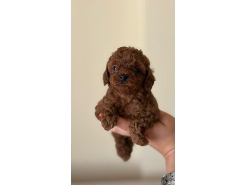 Poodle bebeklerimiz