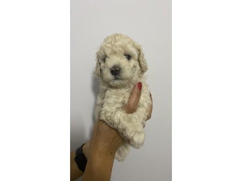 Irk garantili orjinal tam toy poodle erkek