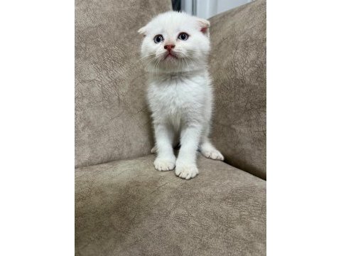 Minik kutup ayısı