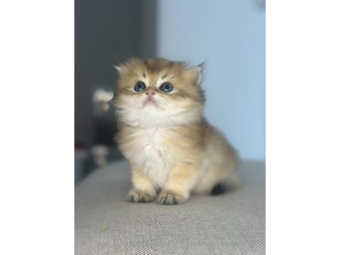 British longhair babys