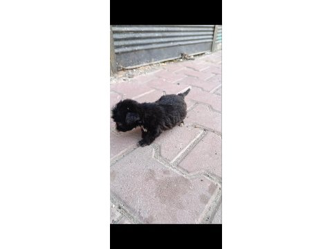 Terrier bebeklerimiz