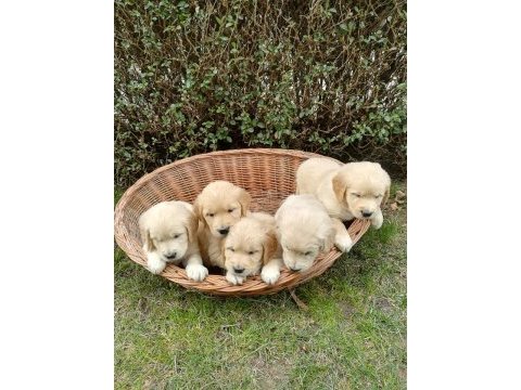Golden retriever yavruları