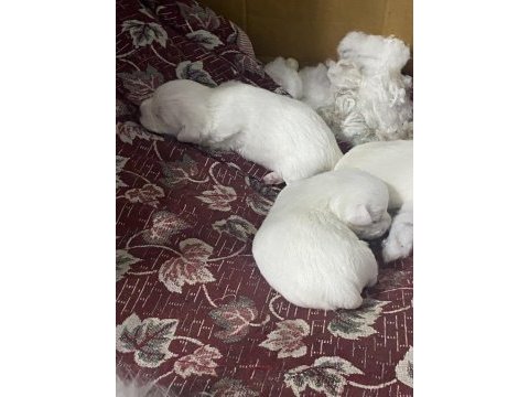 Yavru maltese terrier
