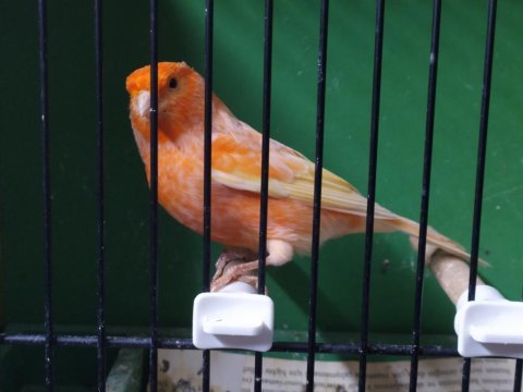 Kırmızı lipogrom erkek kanarya pırıl pırıl bir kuş