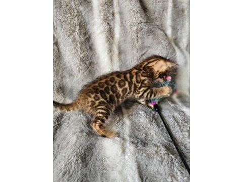 Brown bengal kedisi wcf şecereli ozyfelines