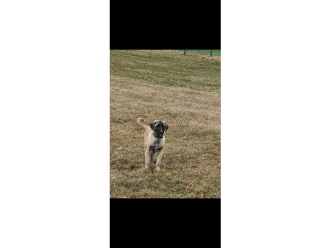 4.5 aylık bir çift kangal