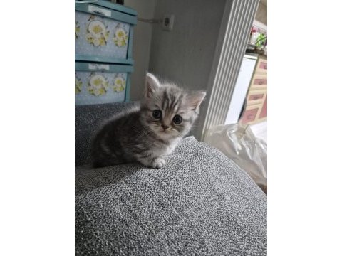 Dişi erkek minnoş kediler kum eğitimli