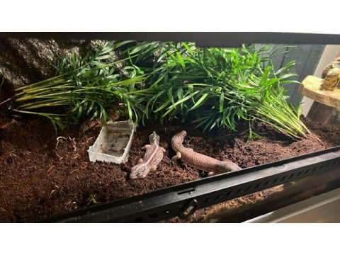 Africa fat tail gecko yasal belgeli çipli