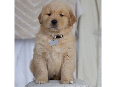 Erkek kore kan golden retriever
