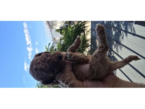 Teacup poodle aileden sahiplendirilecek baba kore