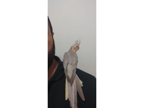 Erkek takaslı dişi sultan papağanı