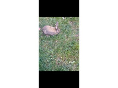 Minirex cüce tavşan