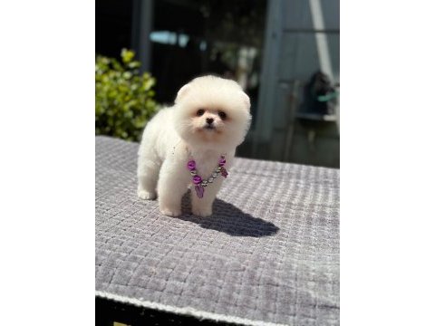 Ayıcık surat pomeranian boo yavrumuz