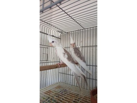 Sezonun son sultan yavruları 2 aylık bebek kuşlar