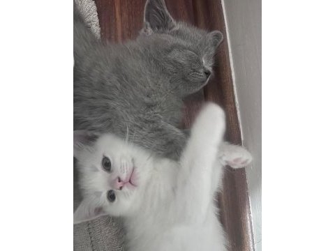 British shorthair beyaz iyi bir aileye vermek istiyoruz