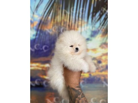 Sağlık ve ırk garantili pomeranian boo