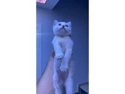 Güzel kardeş kedilerim yuva arıyor