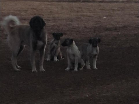 Kangal yavruları