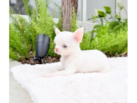 Birbirinden güzel safkan chihuahua yavrularımız