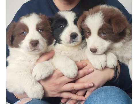 Çok iyi border collie yavruları istanbul