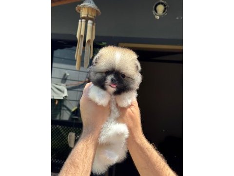 Dişi teacup boy ayı surat garantili pomeranian