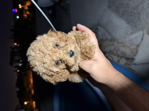 Toy poodle 2 aylık tuvalet eğitimi ve aşıları tam