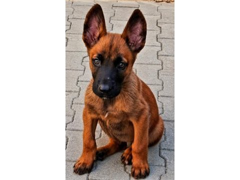 Malinois yavrularda son nokta
