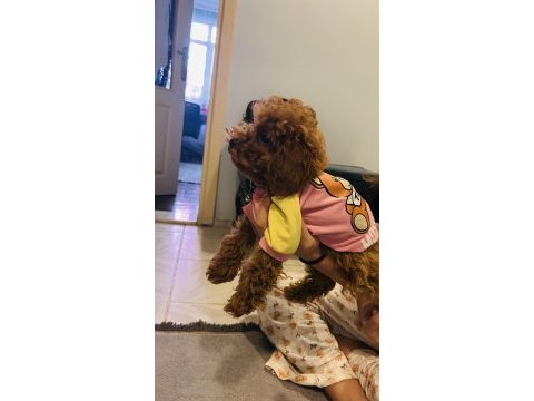 Toy poodle bebişler