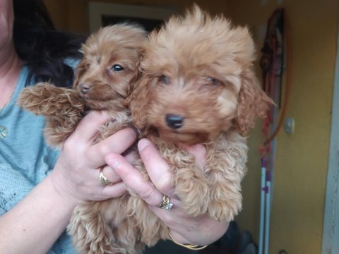 Maltipoo yavrular