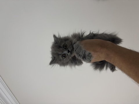 British shorthair dişi erkek bebeklerimiz