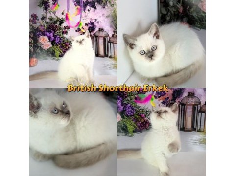 British longhair kedimiz