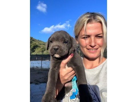 Minik cane corso devler yeni ailelerini bekliyor