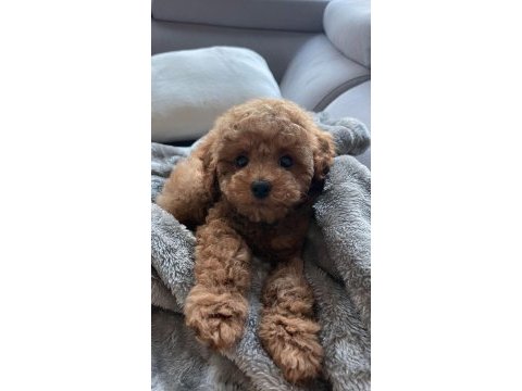 Toy poodle yavrular