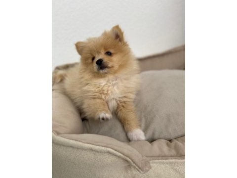 Pomeranian bebek