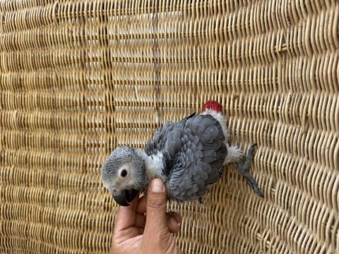 Bebek papağan jako yok böyle güzellik