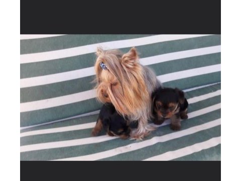 Yorkshire terrier