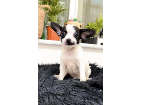 Ev ortamında büyümüş chihuahua