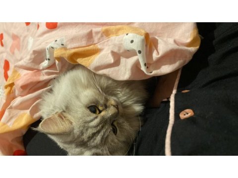 Güzel british longhair kızım
