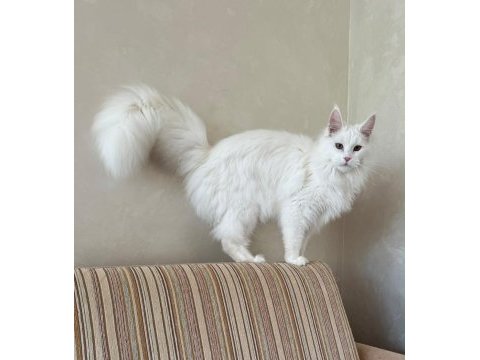 Güzeller güzeli beyaz dişi maine coon