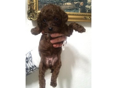 Kore toy poodle köpeği