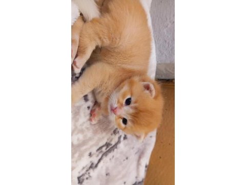 Yavru scottish fold