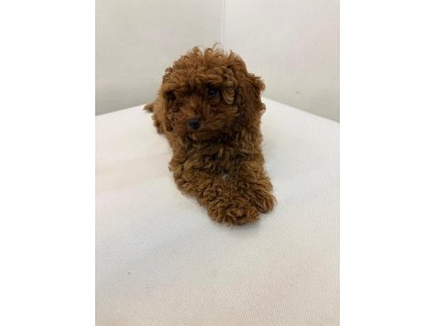 Safkan toy poodle