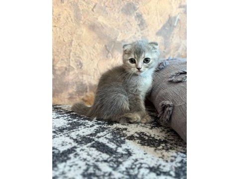 Yavru scottish fold yavrumuz