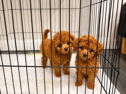 Ev ortamında büyüyen safkan teacup poodle yavrular