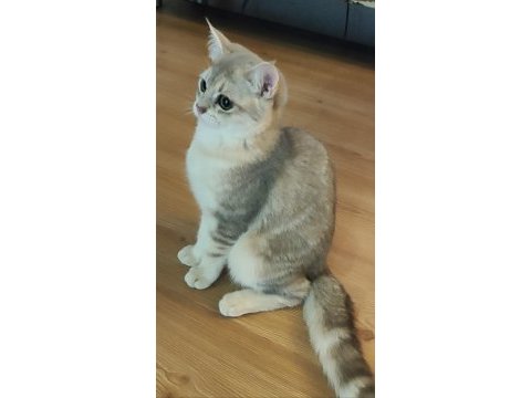 Safkan british shorthair