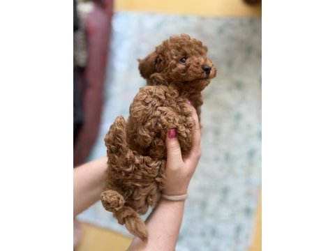 Toy poodle şecereli anneden