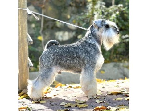Fcı secereli miniatute schnauzer yavruları